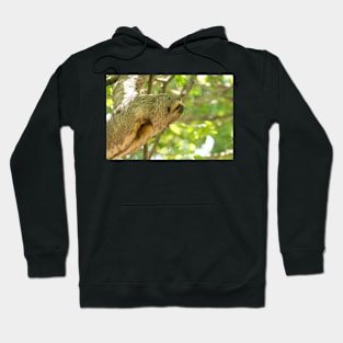 122118 Sloth Hoodie